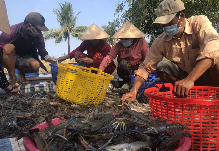 Kiên Giang từng bước chuyển tư duy từ sản xuất nông nghiệp sang kinh tế nông nghiệp.